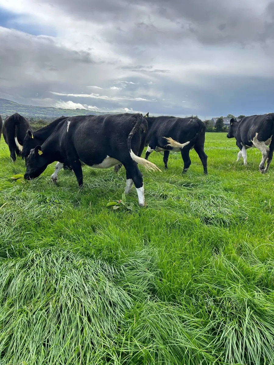 In calf heifers - Image 3