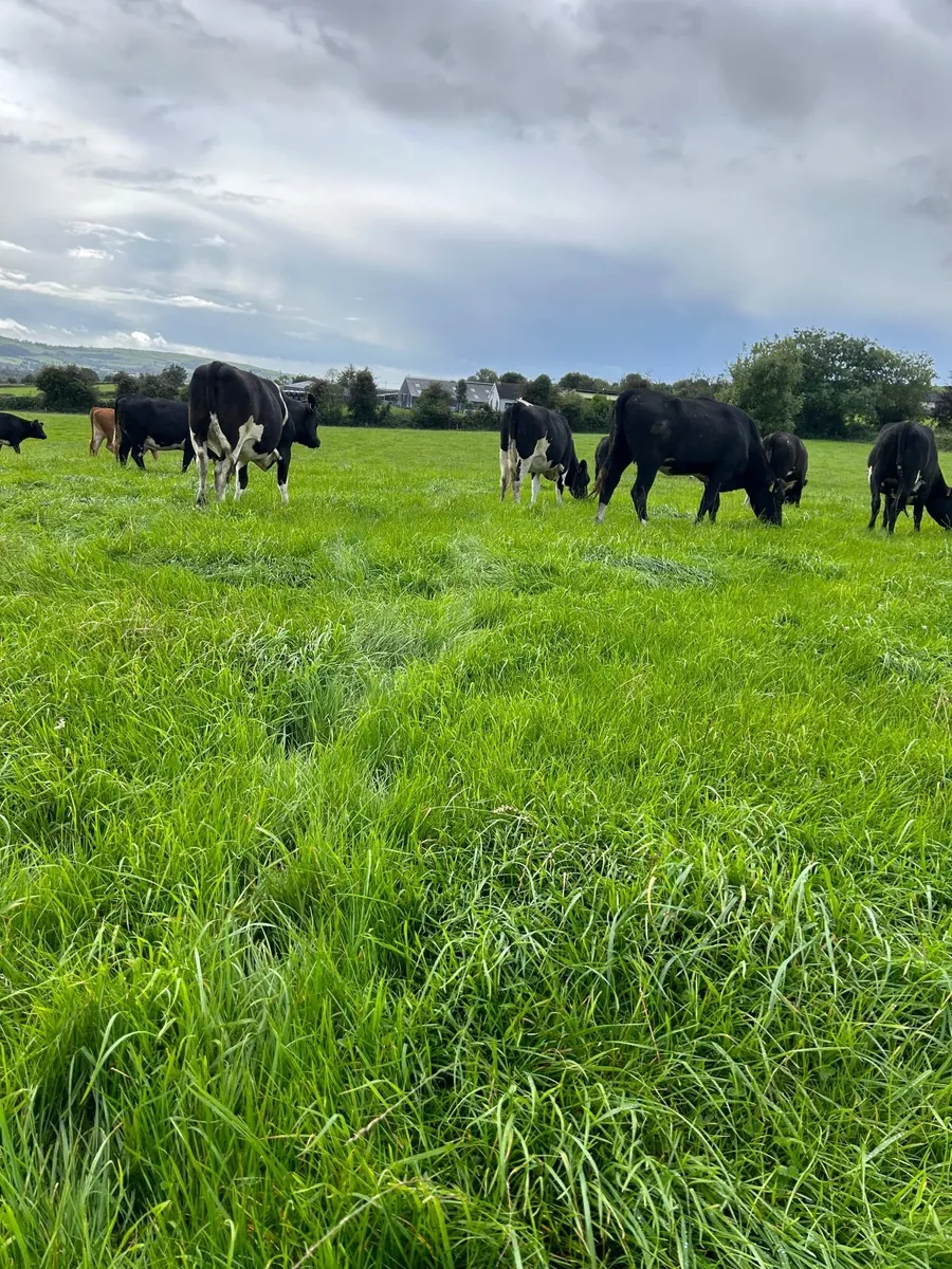 In calf heifers - Image 4