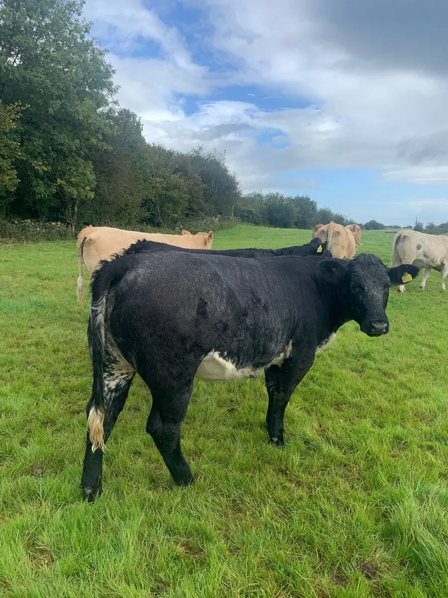 Heifers for Balla on Saturday the 13th September - Image 1