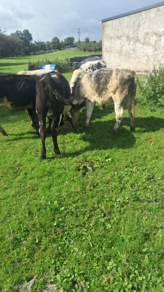 Weanling - Image 4