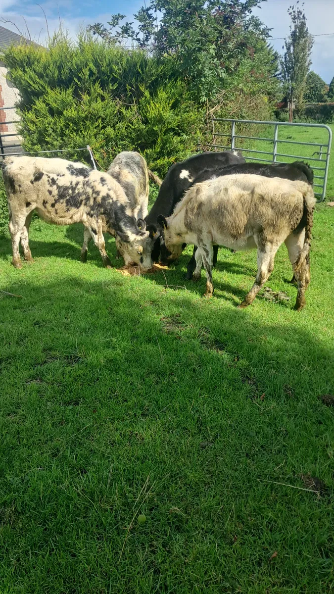 Weanling - Image 3