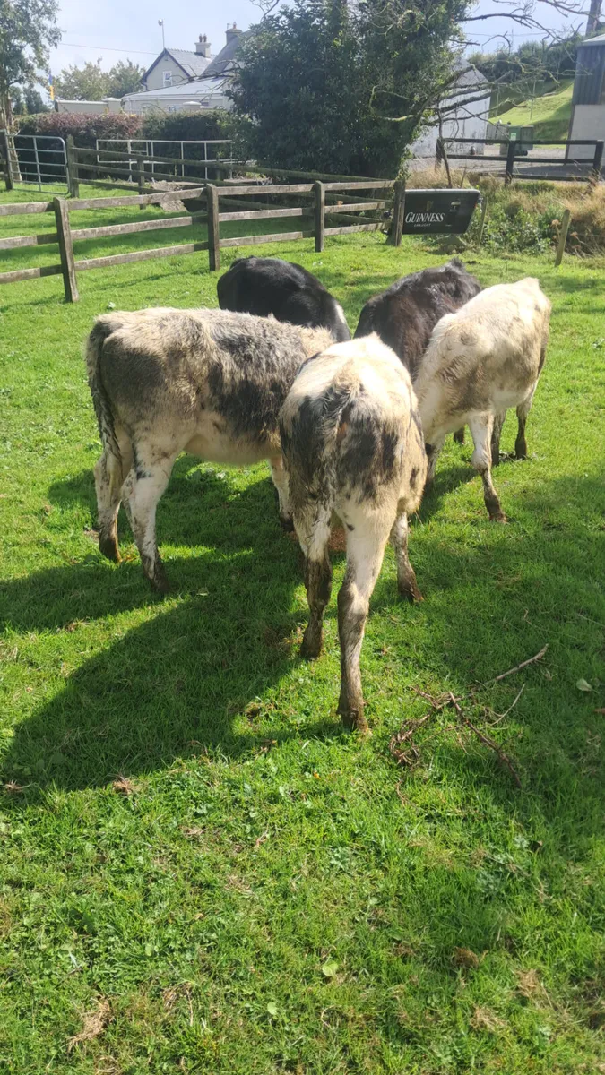 Weanling - Image 2