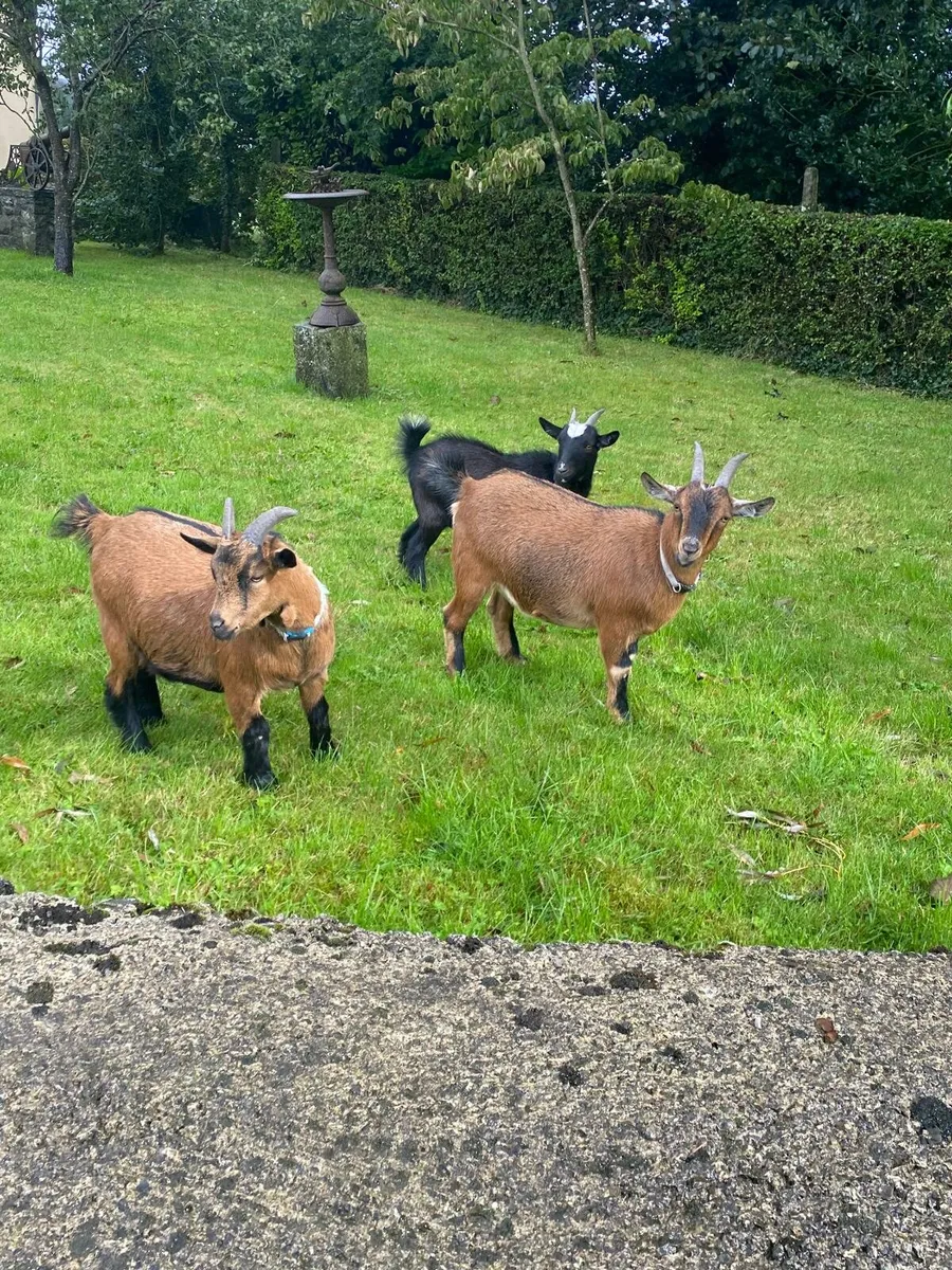 Pygmy goats - Image 1
