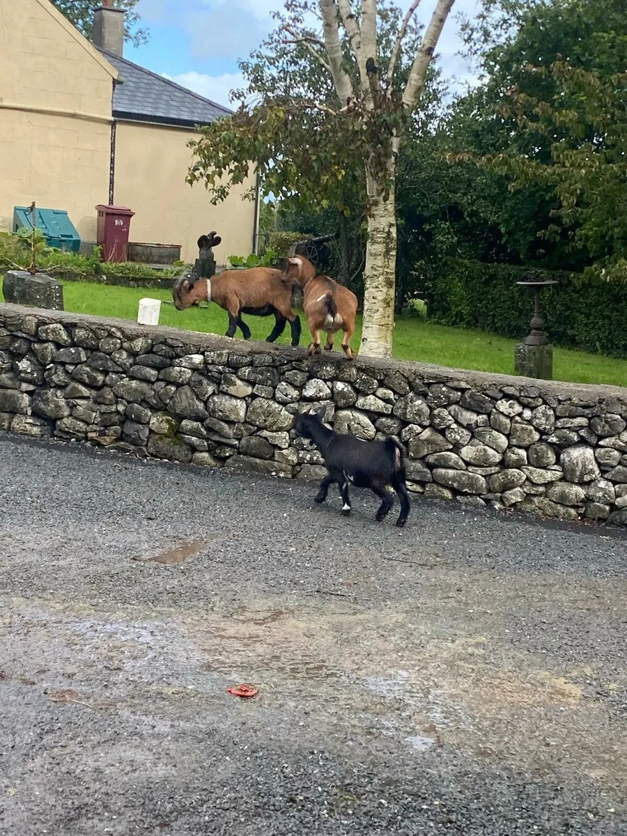 Pygmy goats - Image 2