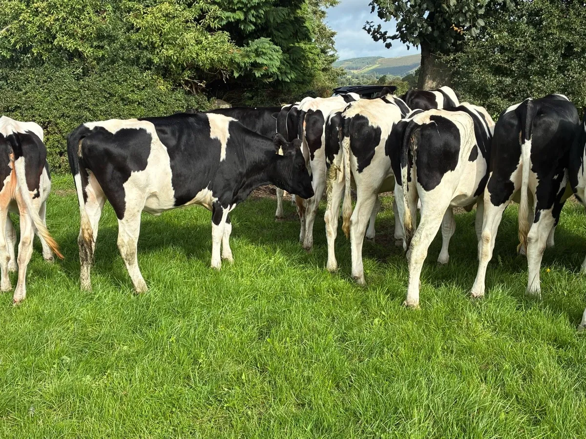 In calf heifers - Image 1