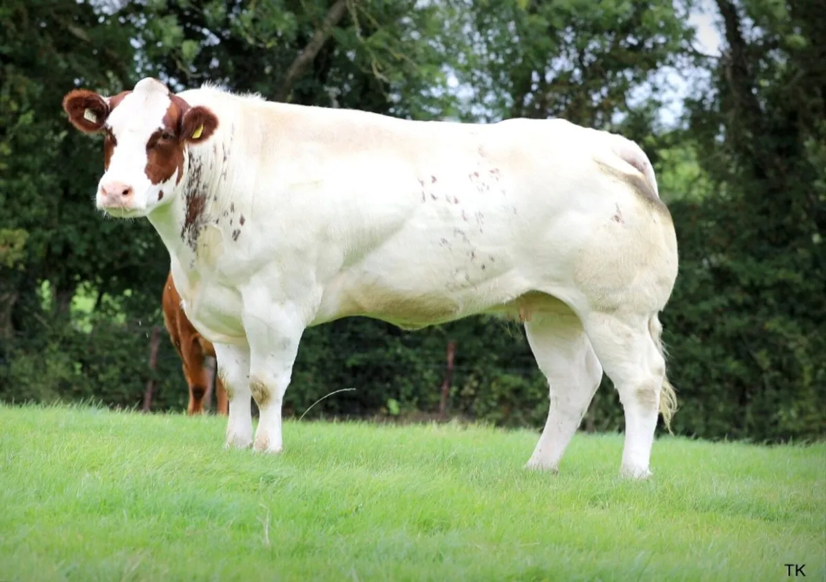 Top SHOW Incalf Heifers - Image 2