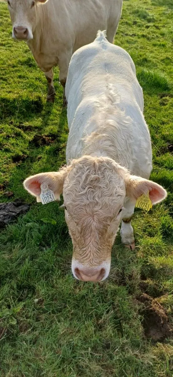 Weanling bulls - Image 1