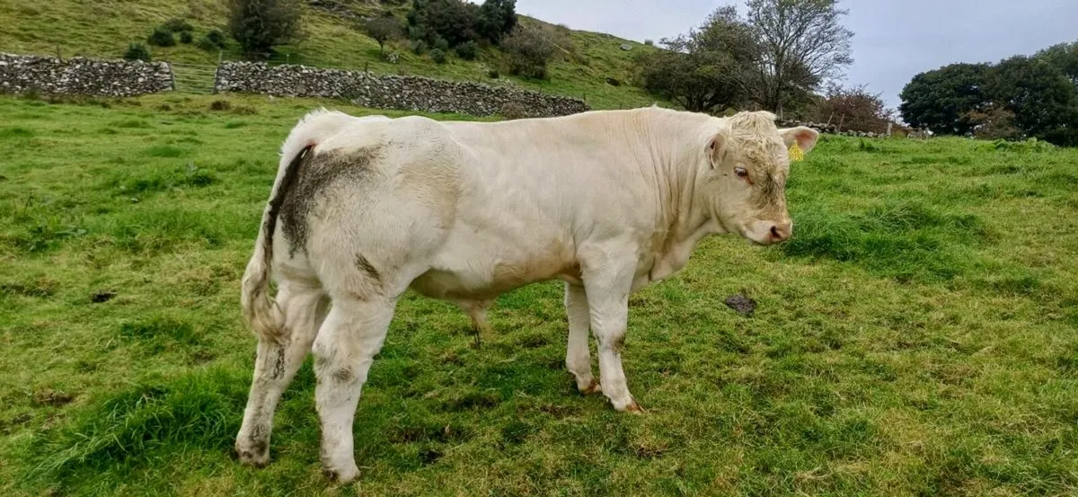 Weanling bulls - Image 3