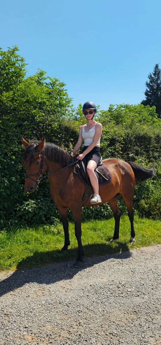 14.1 5 year old mare - Image 1