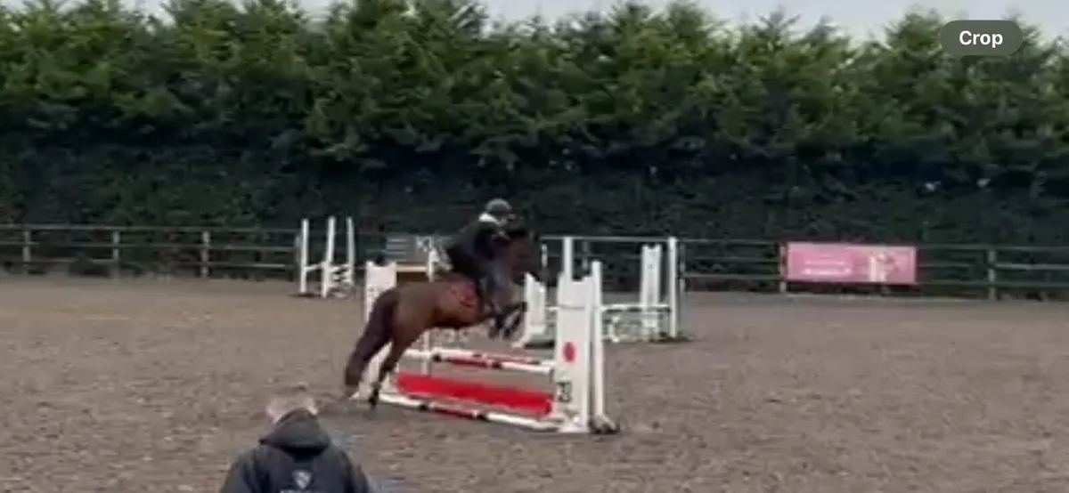 14.1 5 year old mare - Image 2