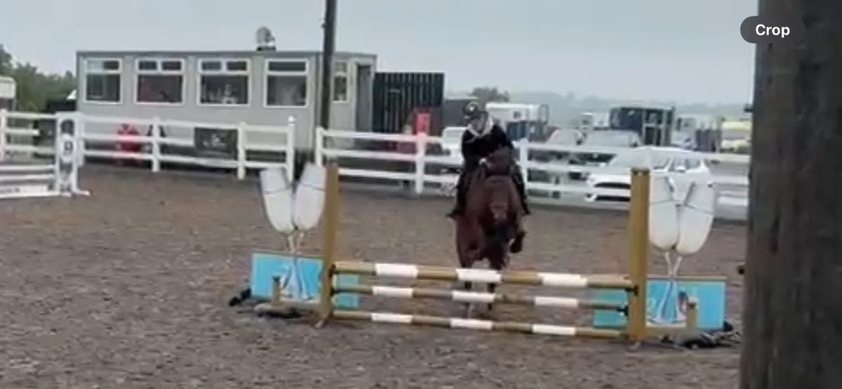 14.1 5 year old mare - Image 3