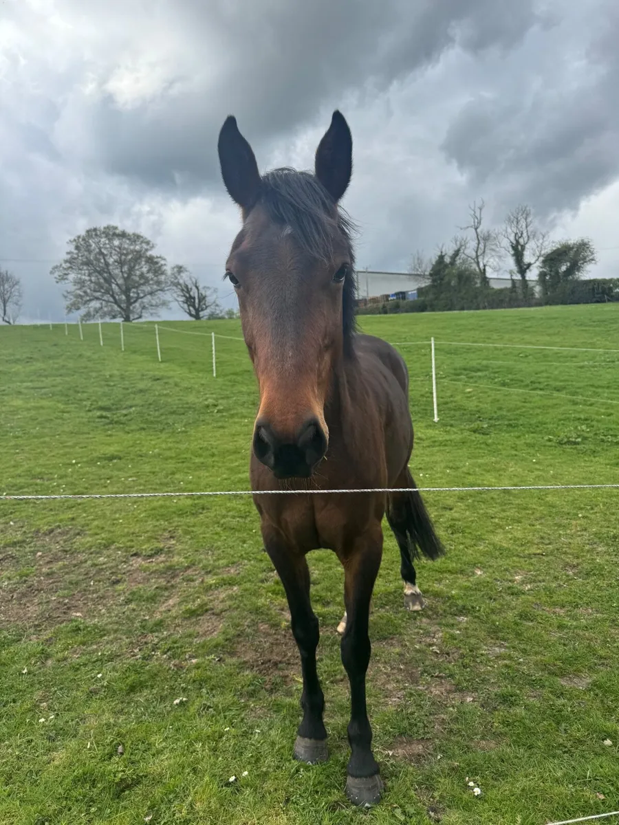 14.1 5 year old mare - Image 4