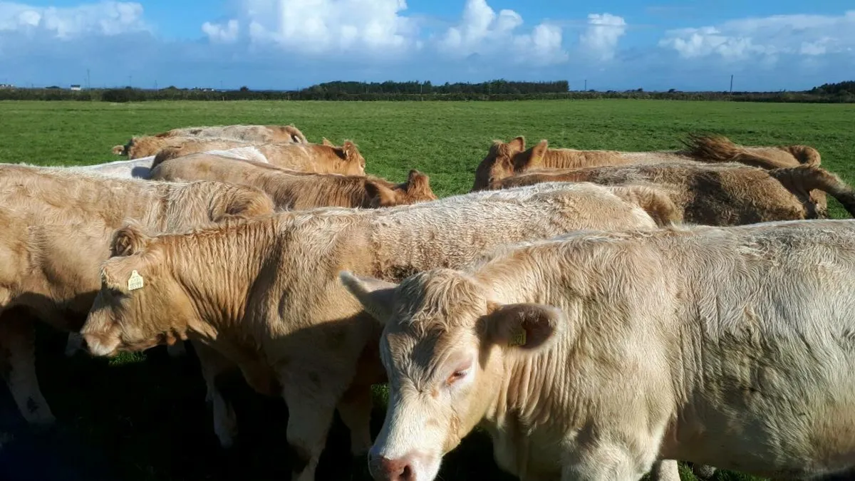 Beef cattle - Image 1