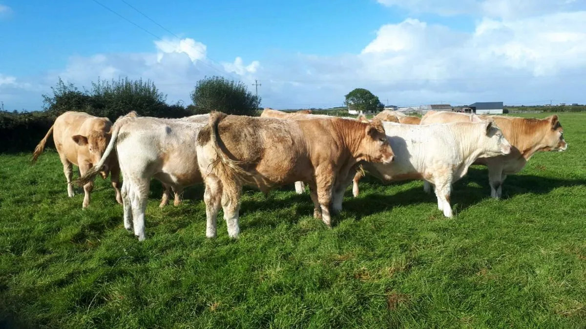 Beef cattle - Image 2