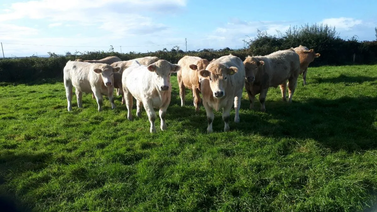 Beef cattle - Image 3