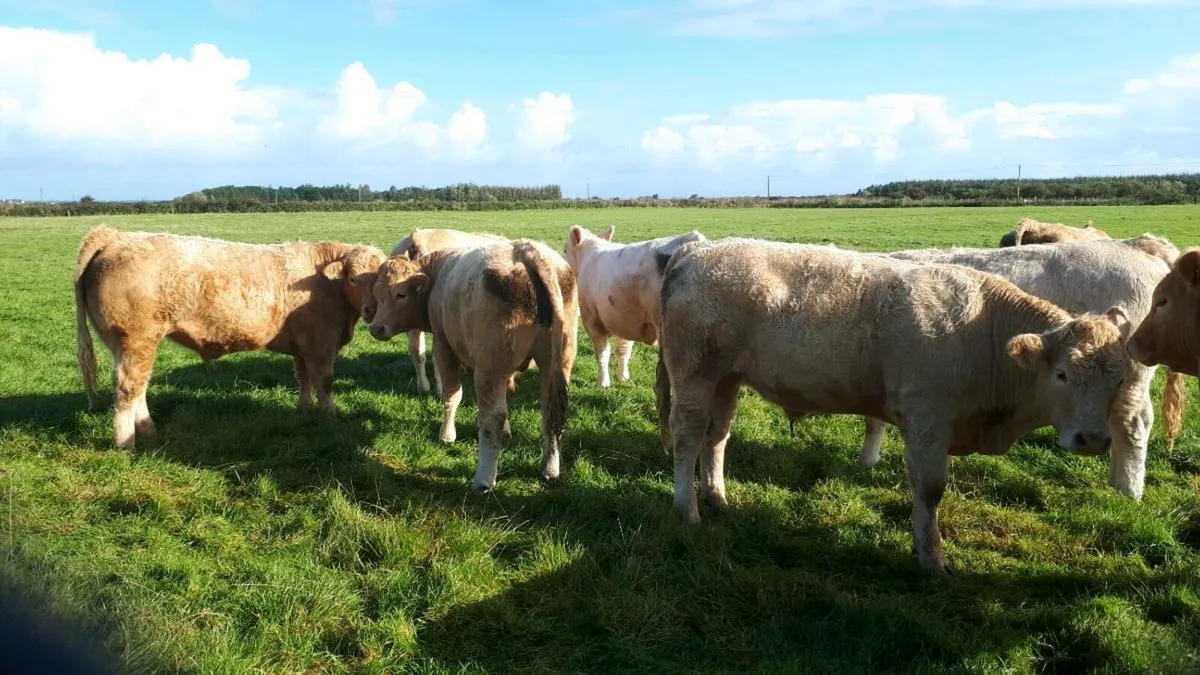 Beef cattle - Image 4
