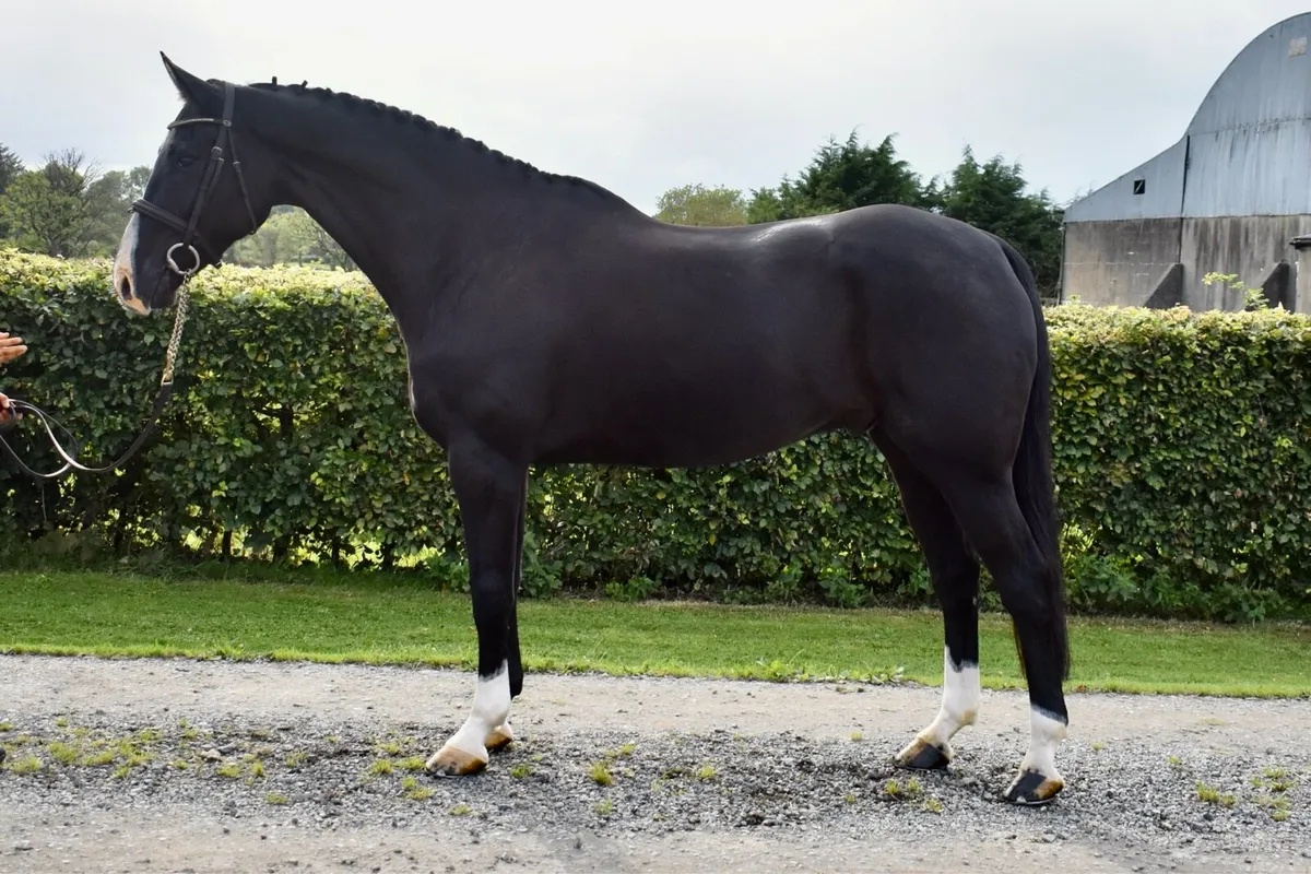 16.1hh 8yr old allrounder - Image 1