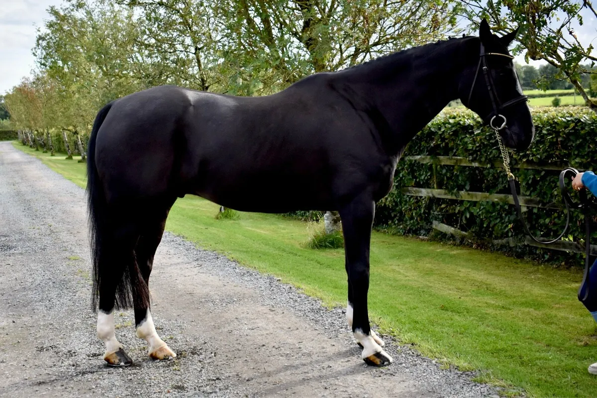 16.1hh 8yr old allrounder - Image 2