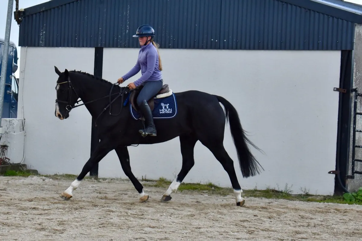 16.1hh 8yr old allrounder - Image 3