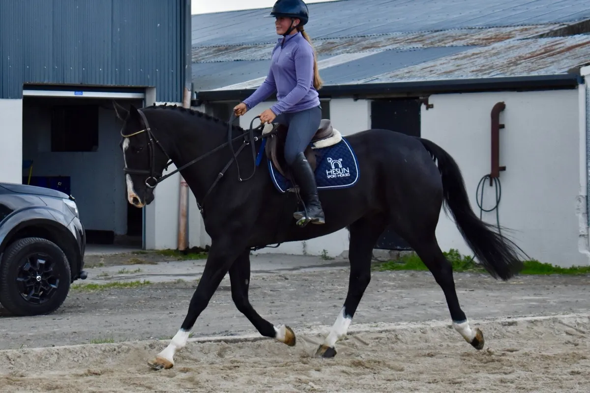 16.1hh 8yr old allrounder - Image 4