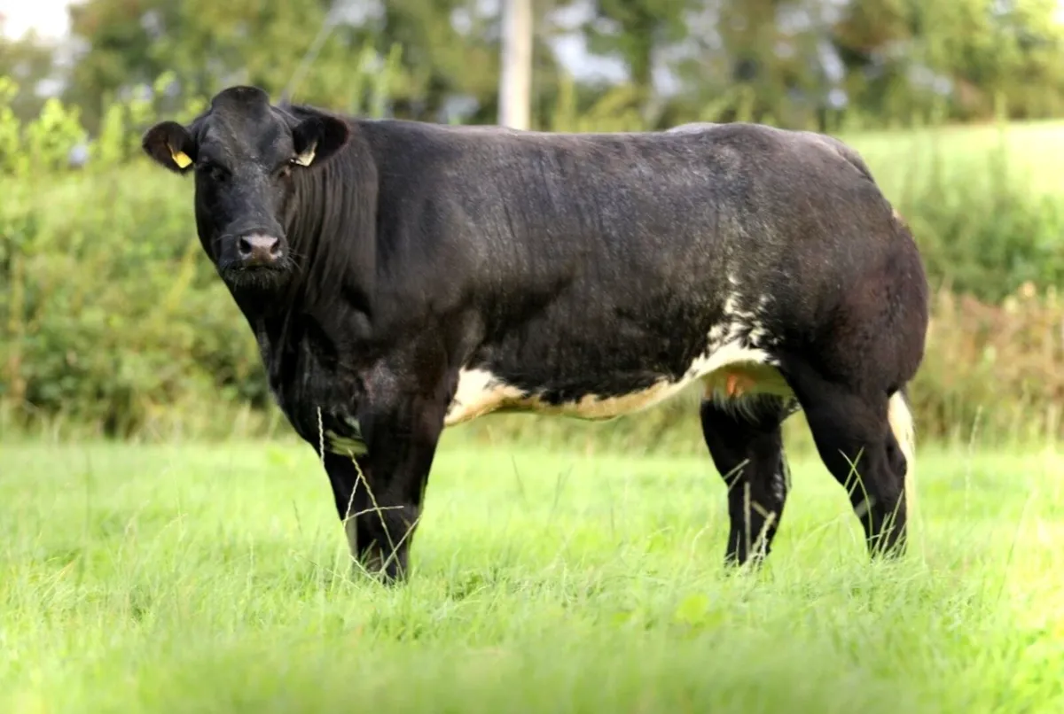 Top SHOW Incalf Heifers - Image 3