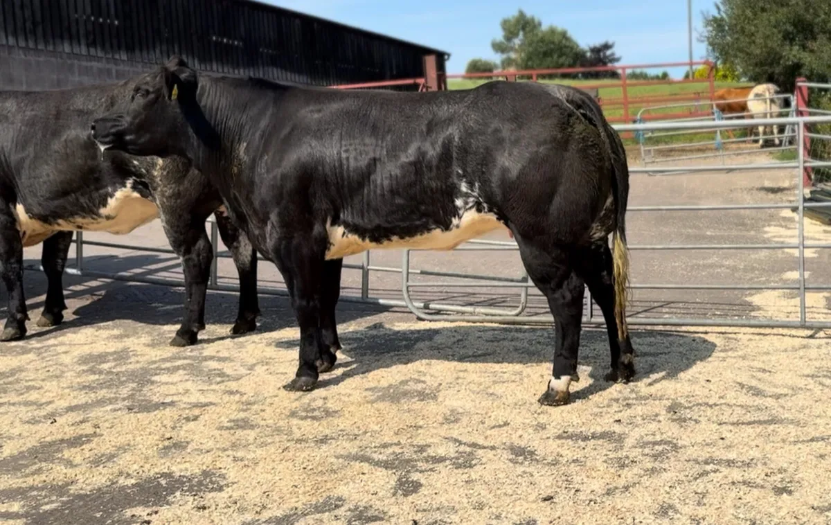 Top SHOW Incalf Heifers - Image 4