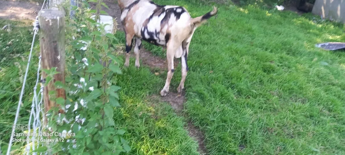 Goat - Image 2