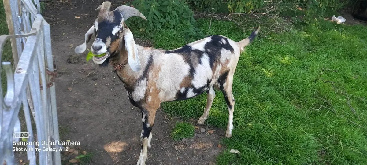 Goat - Image 3