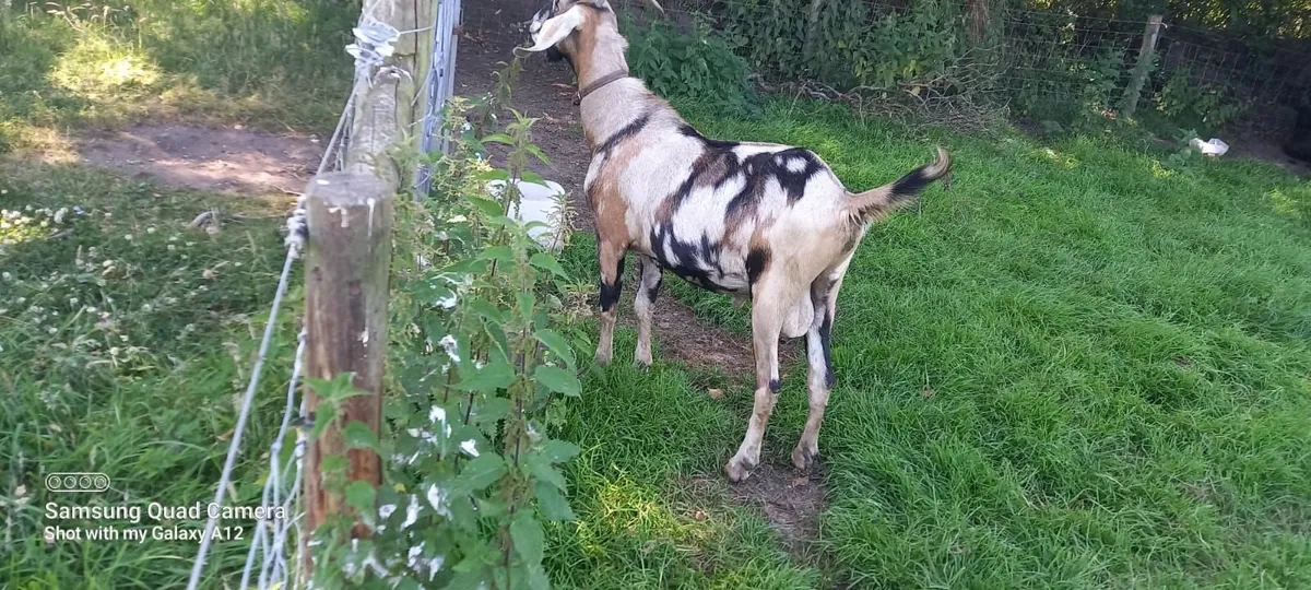Goat - Image 4
