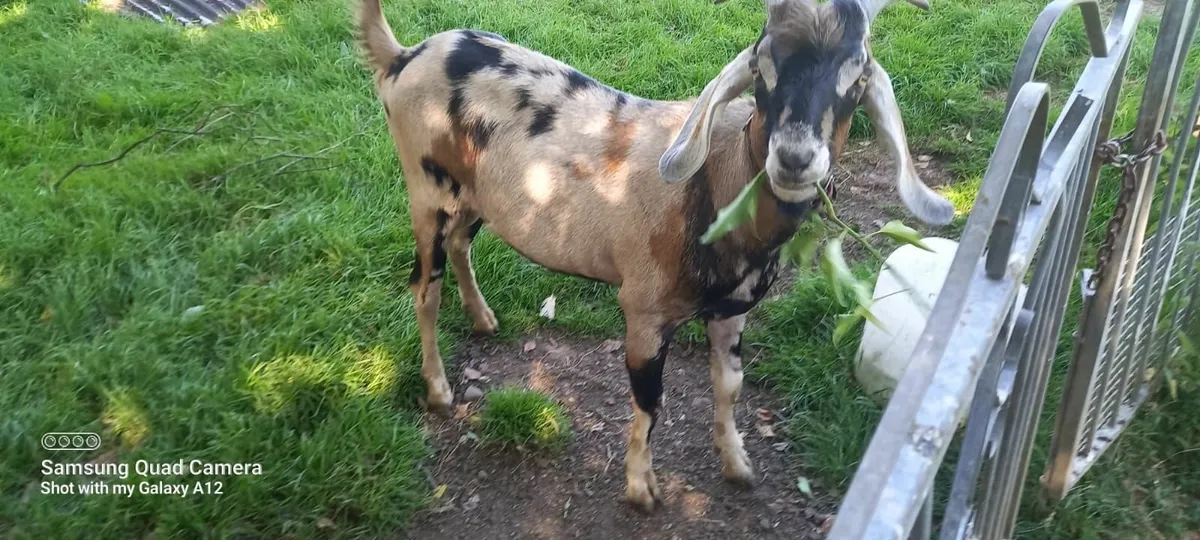 Goat - Image 1