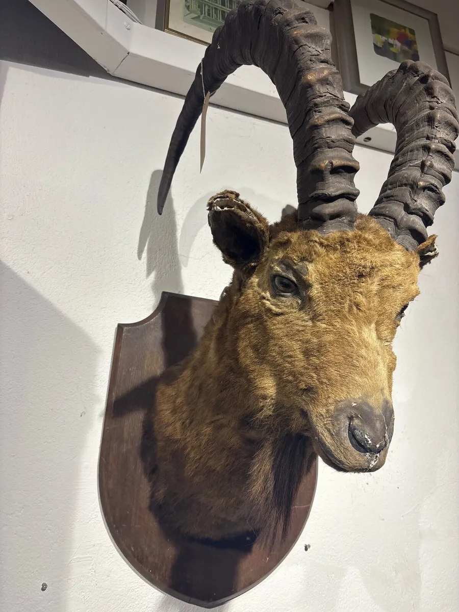 African  blesbok, shoulder mount ,