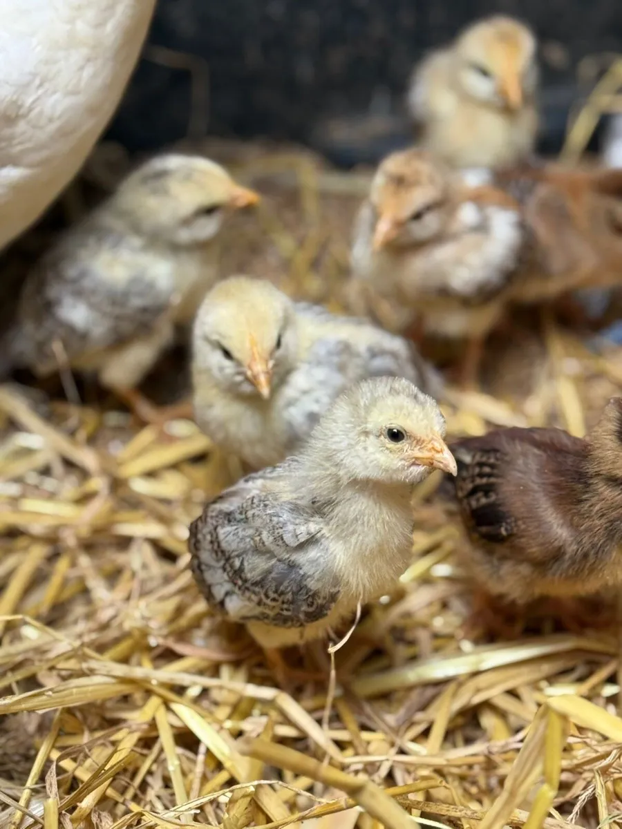 9 chicks and hen for sale - Image 1