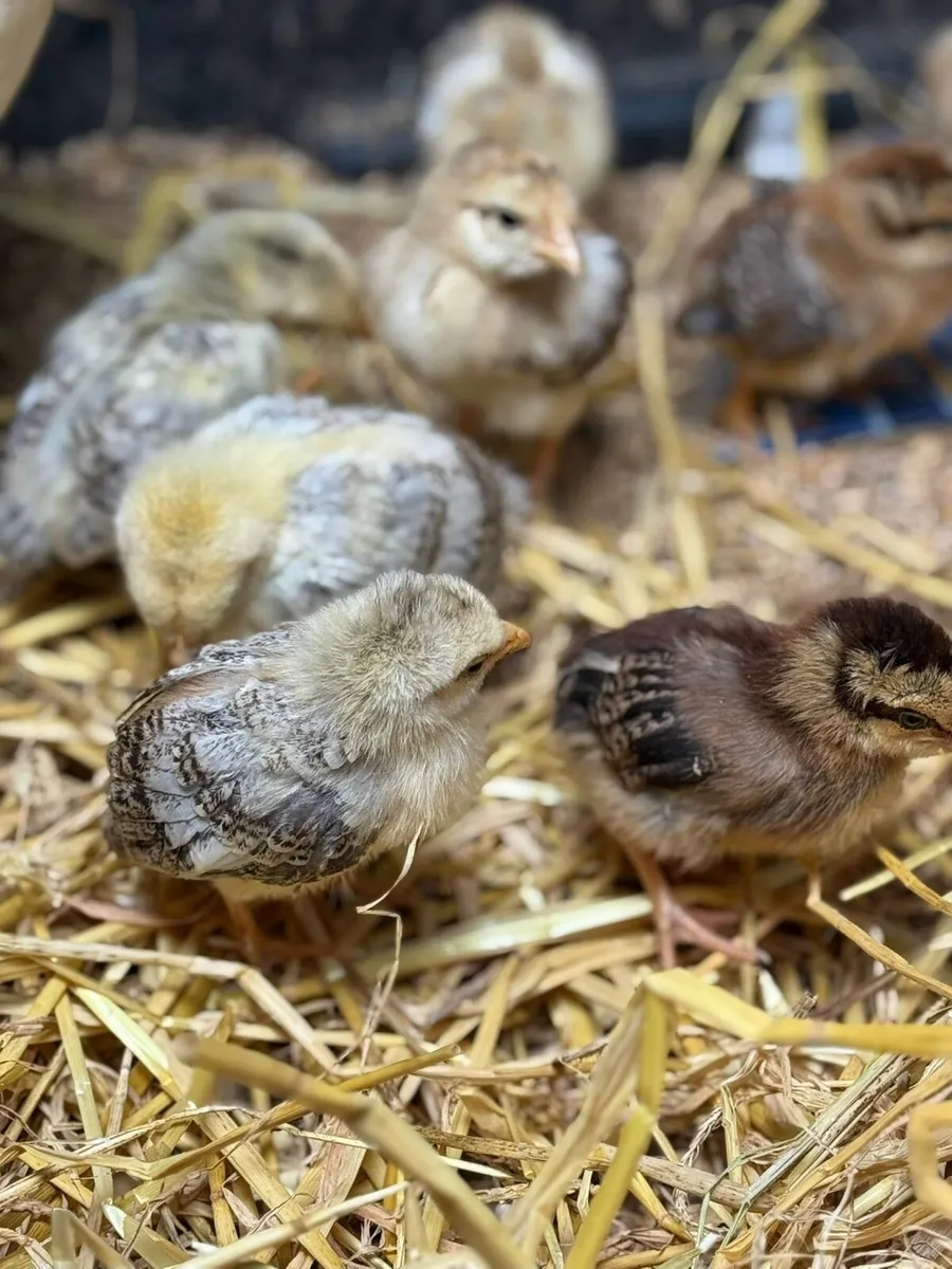 9 chicks and hen for sale - Image 2