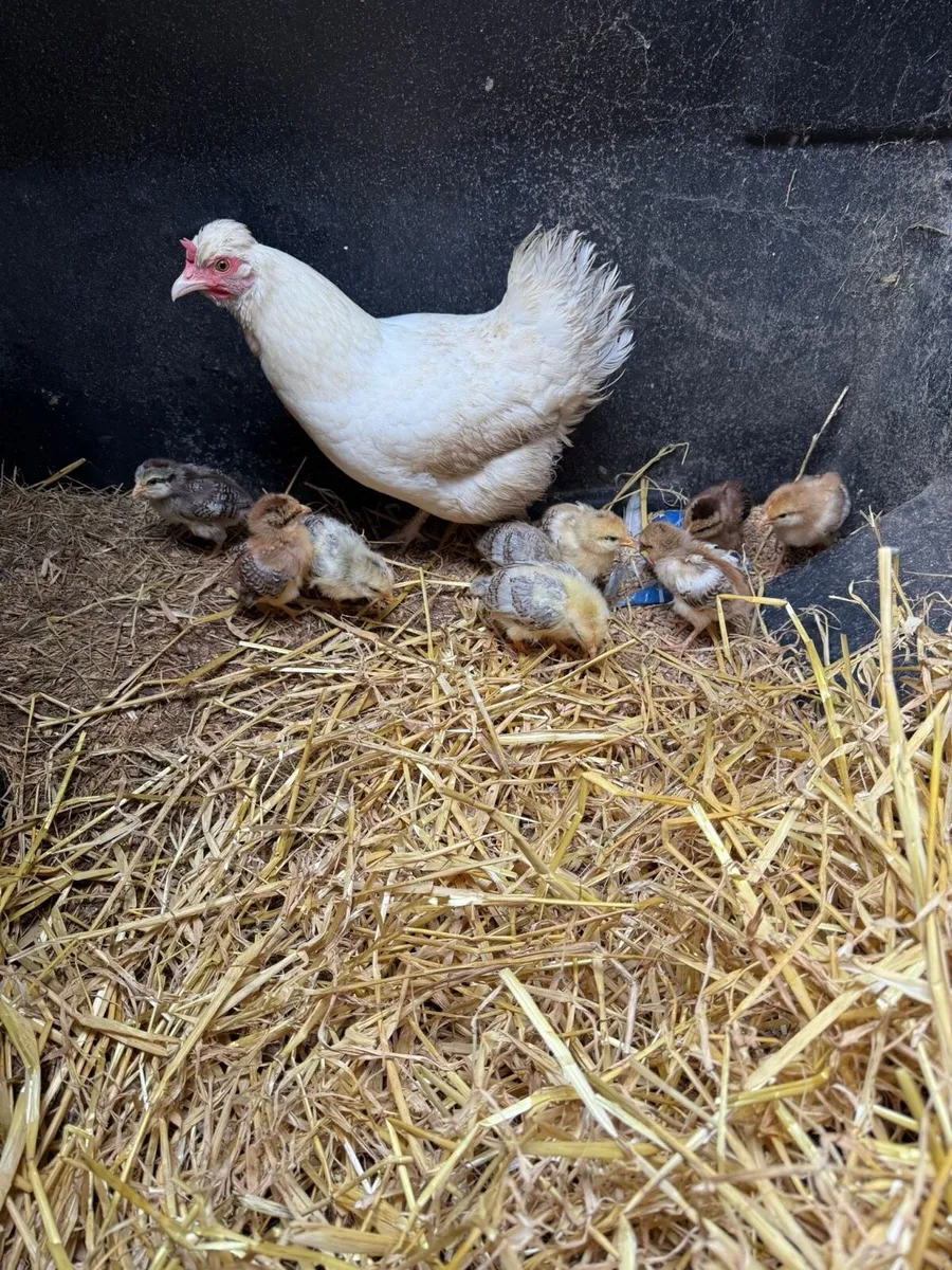 9 chicks and hen for sale - Image 3