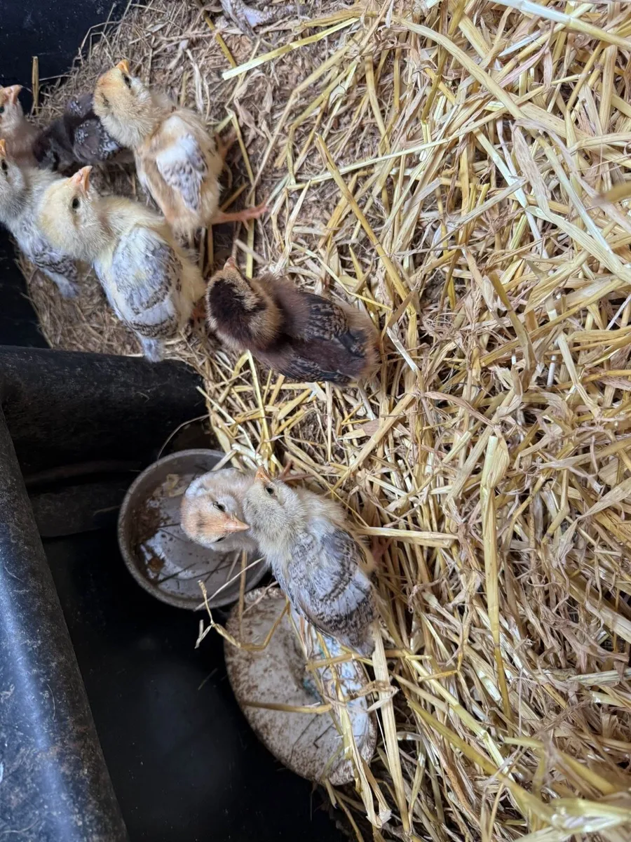 9 chicks and hen for sale - Image 4