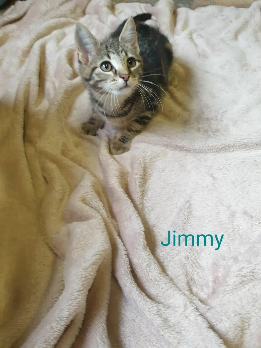2 rescue kittens - Image 2