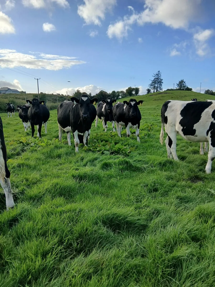 British Friesian incalf heifers - Image 1