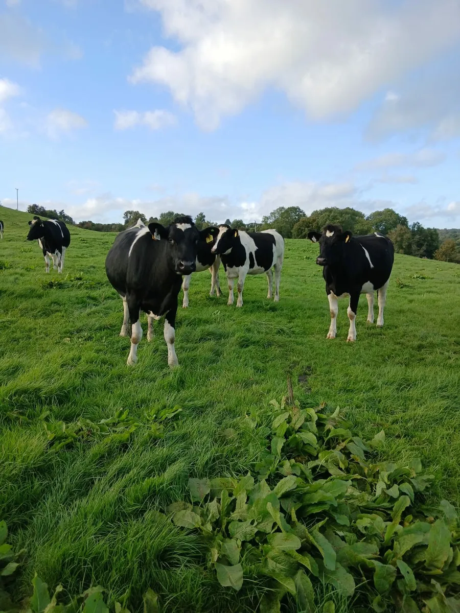 British Friesian incalf heifers - Image 2