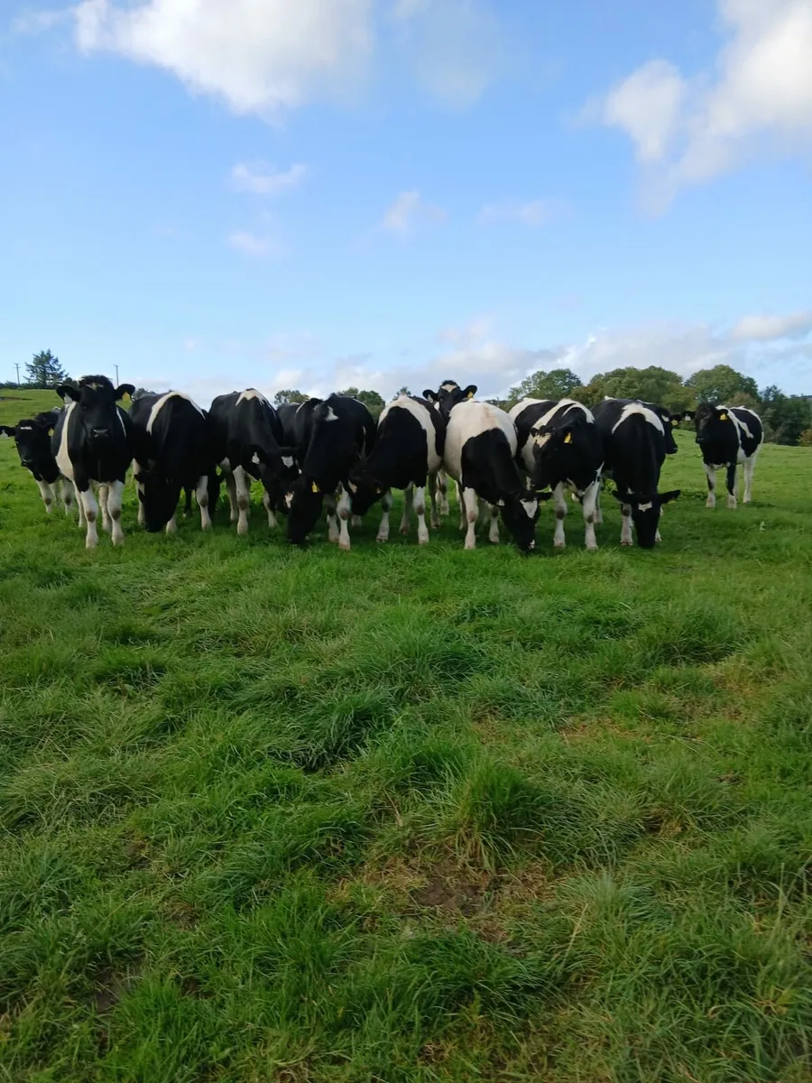 British Friesian incalf heifers - Image 3