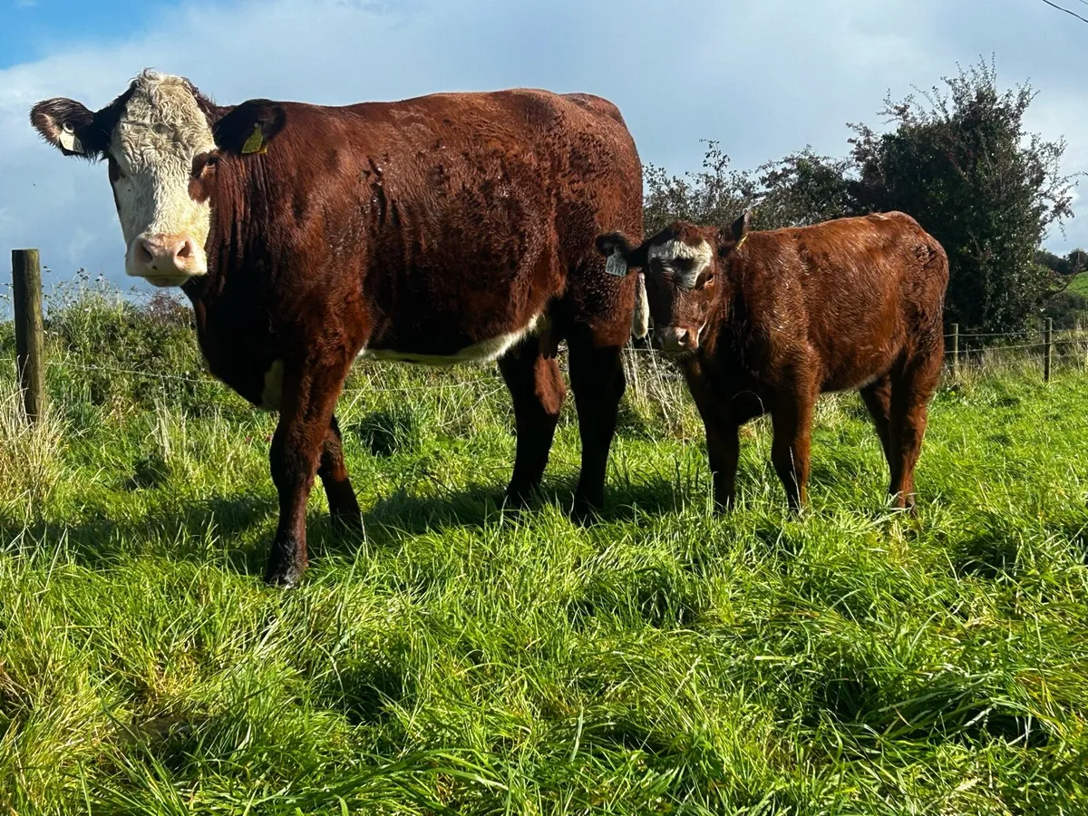 Hereford Cow & Heifer Calf - Image 1