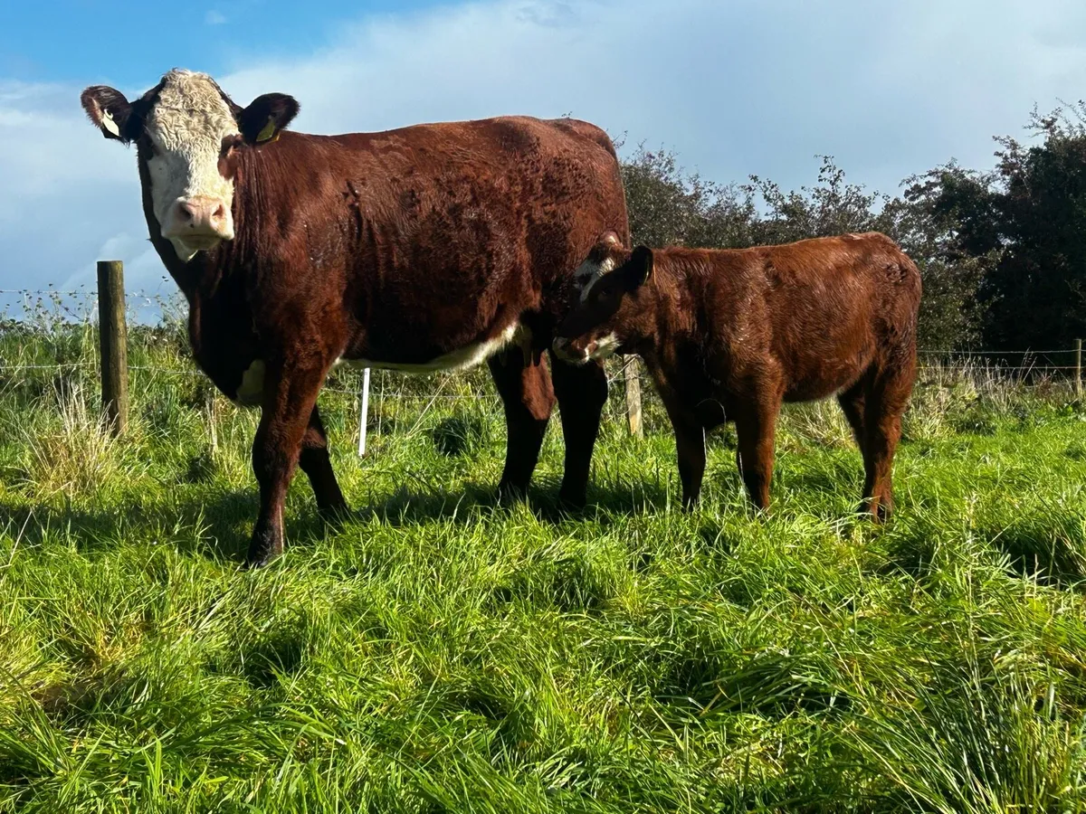 Hereford Cow & Heifer Calf - Image 2
