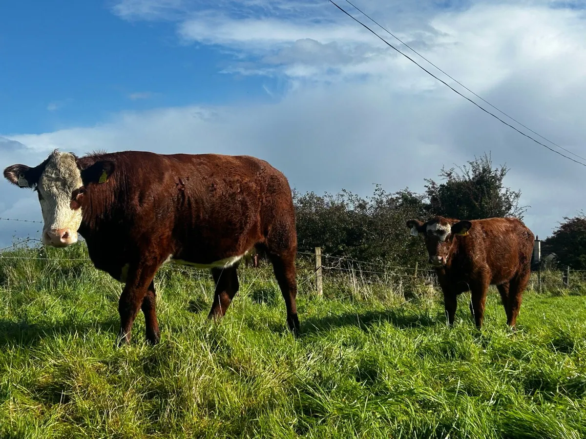 Hereford Cow & Heifer Calf - Image 4