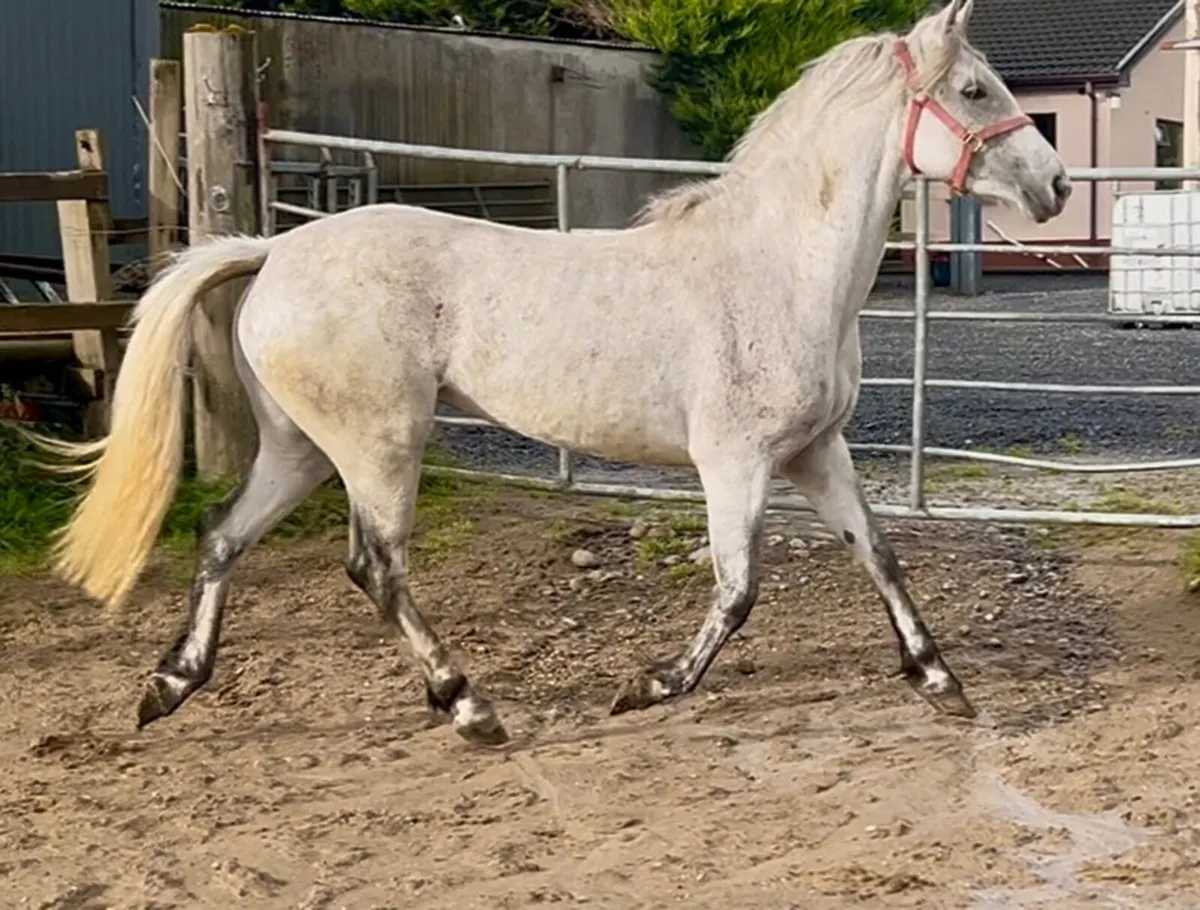 Registered Connemara mare
