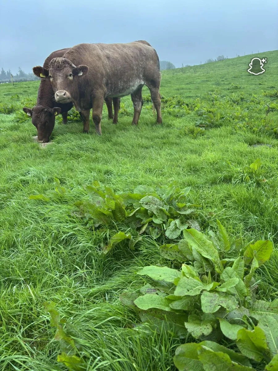Heifers Drumshambo Mart - Image 1