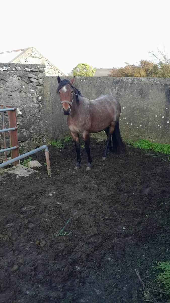 Connemara Pony - Image 1