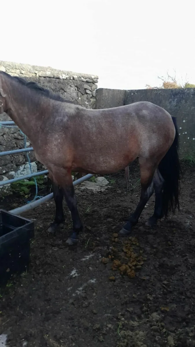 Connemara Pony - Image 2