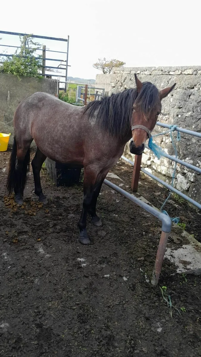 Connemara Pony - Image 3