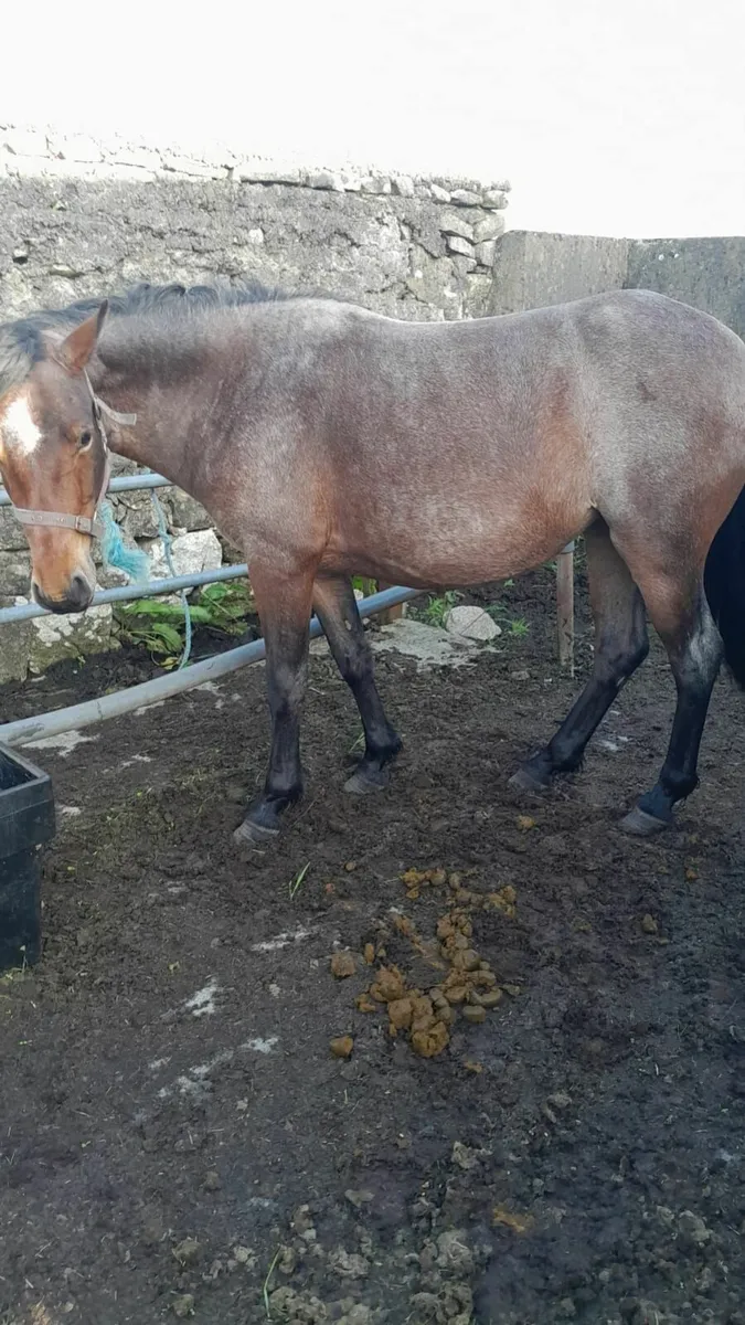 Connemara Pony - Image 4