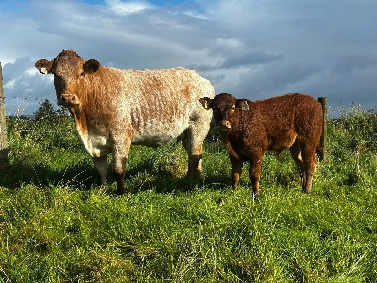5 Star Roan Cow & Bull Calf At Foot Back In Calf - Image 1