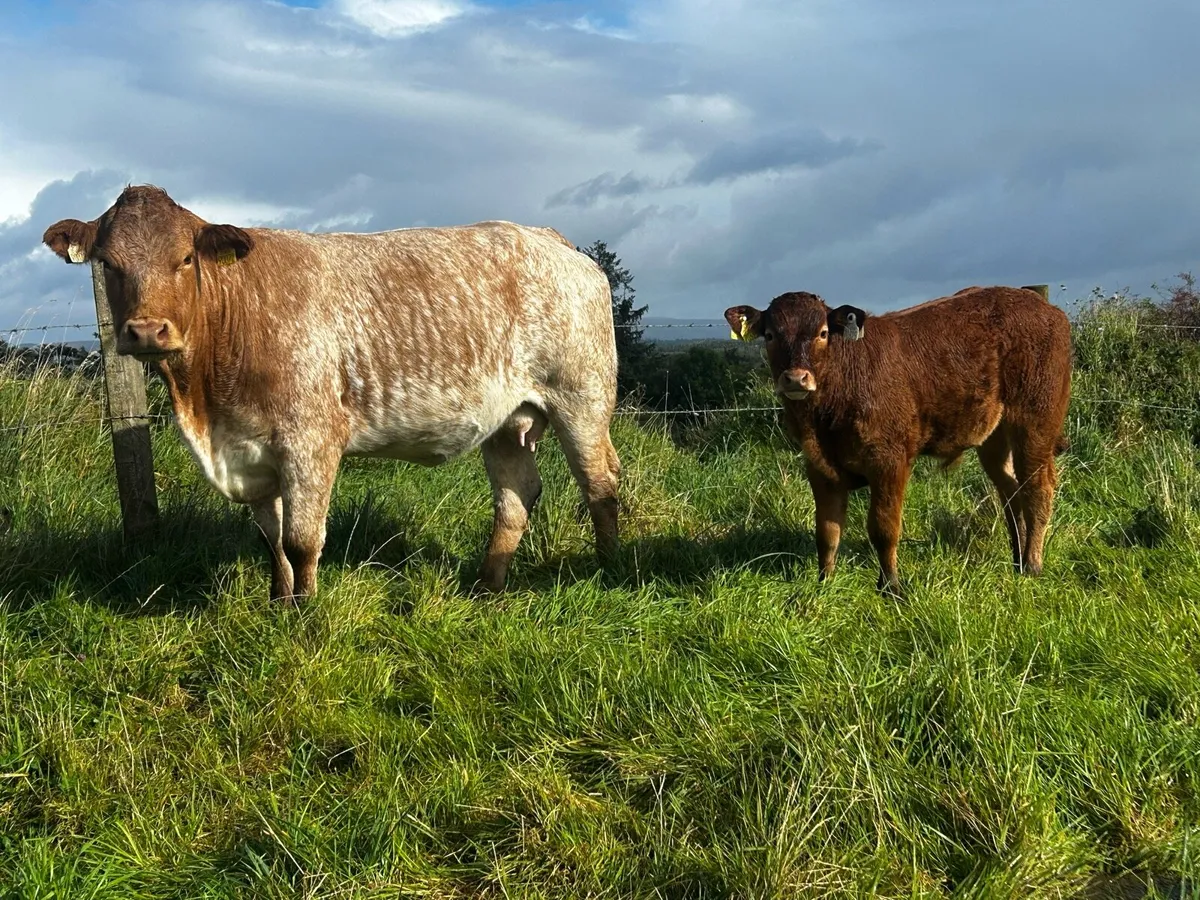 5 Star Roan Cow & Bull Calf At Foot Back In Calf - Image 2